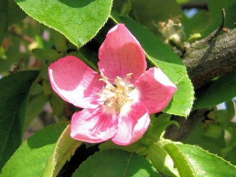 Chaenomeles sinensis