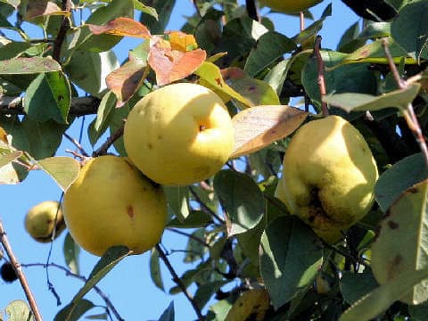 Chaenomeles sinensis