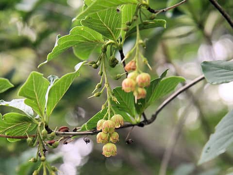 Enkianthus sikokianus