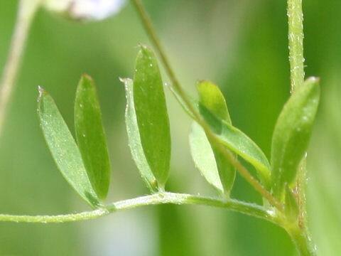 Vicia tetrasperma