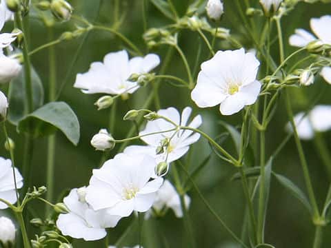 Gypsophila elegans cv. Covent Garden Market