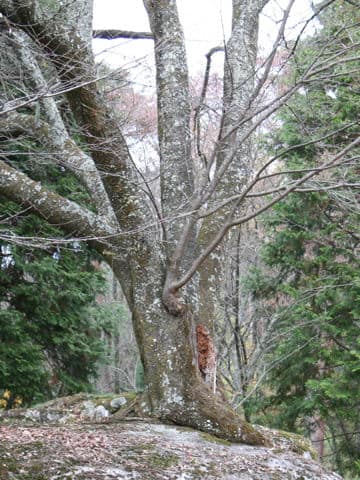 Prunus verecunda