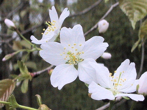 Prunus verecunda