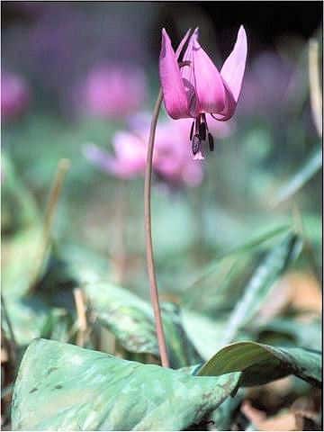 Erythronium japonicum