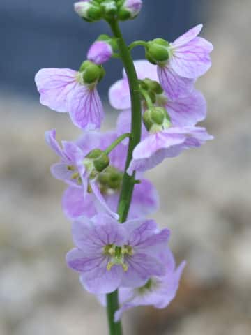Cardamine sp.
