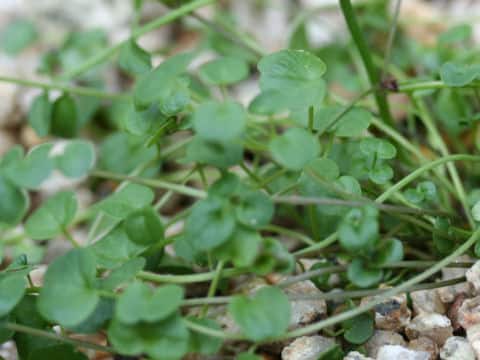 Cardamine sp.