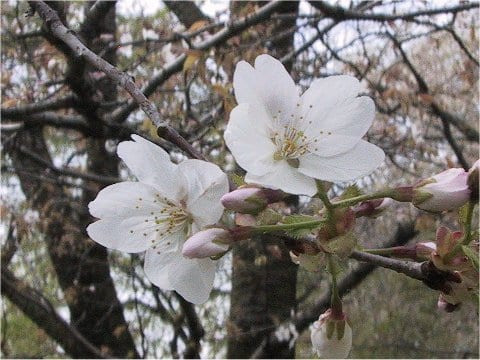 Prunus jamasakura cv. Katano-zakura