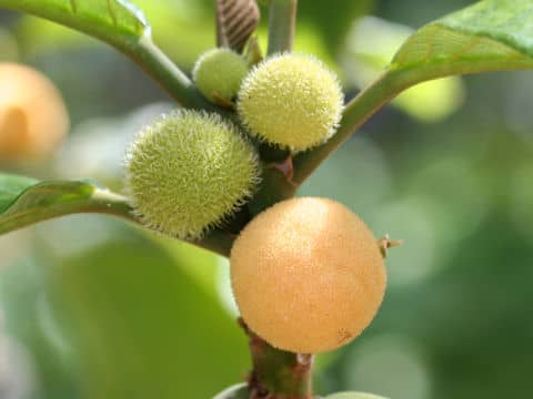 Artocarpus rigida