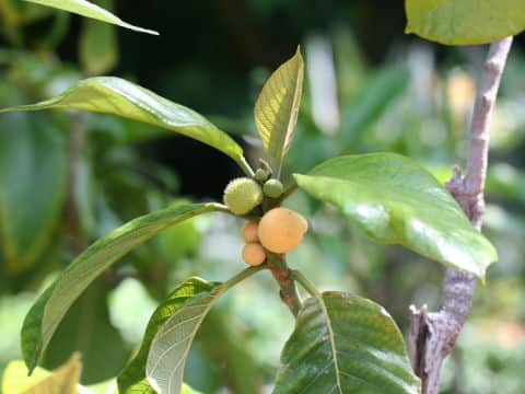 Artocarpus rigida