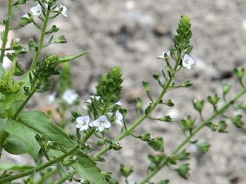 Veronica undulata