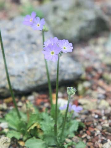 Primula borealis