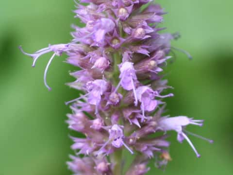 Agastache rugosa