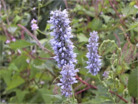 Agastache rugosa