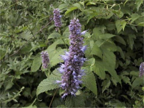 Agastache rugosa