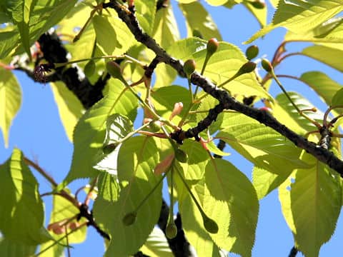 Prunus x kanzakura cv. Kawazu-zakura