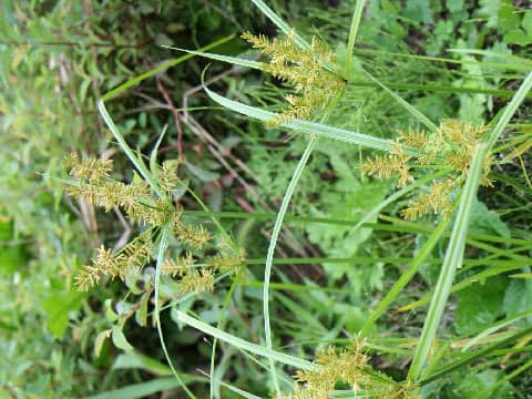 Cyperus microiria