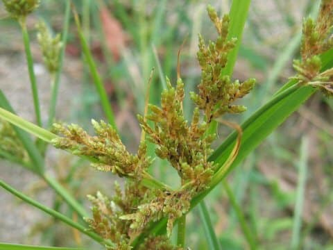 Cyperus microiria