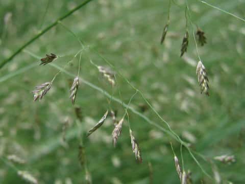 Eragrostis ferruginea