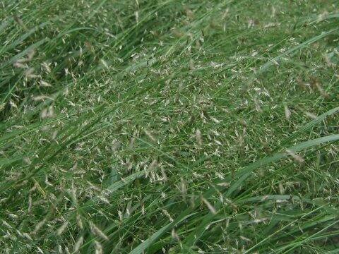 Eragrostis ferruginea