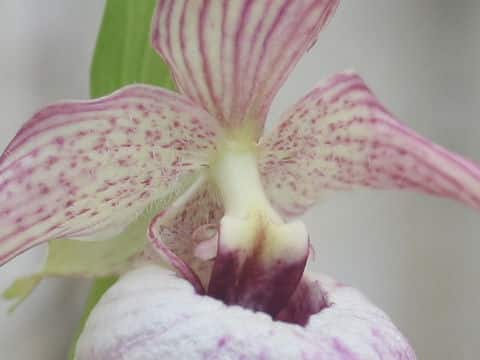 Cypripedium sp.