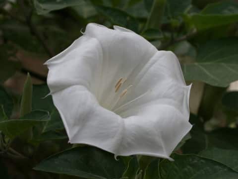 Datura innoxia