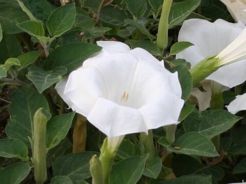 Datura innoxia