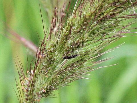 Echinochloa crus-galli var. caudata