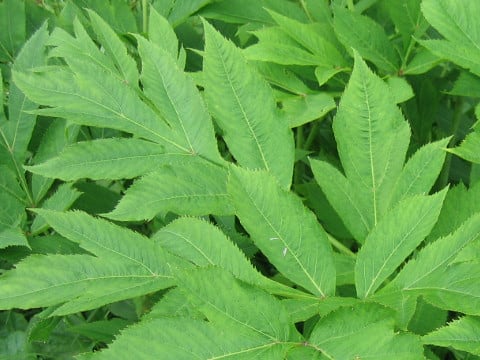 Angelica matsumurae f. muratae