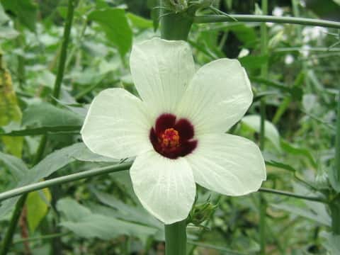 Hibiscus cannabinus