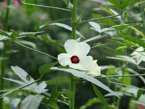 Hibiscus cannabinus