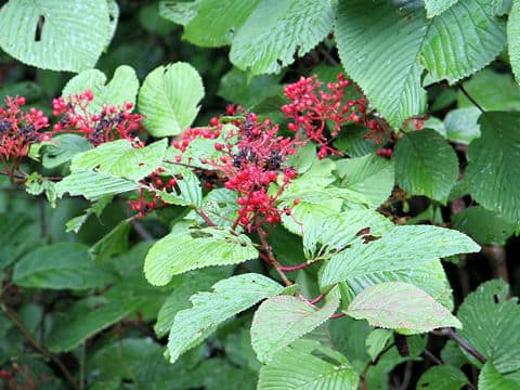 Viburnum plicatum var. plicatum f. glabrum