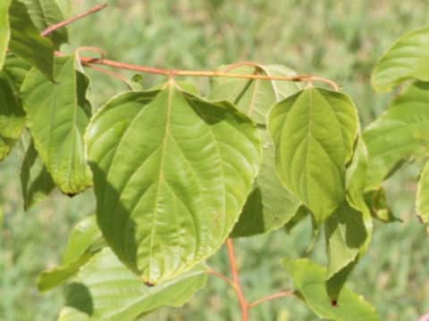 Hovenia dulcis
