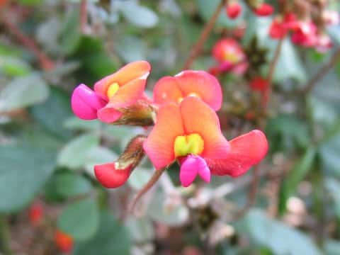 Kennedia prostrata