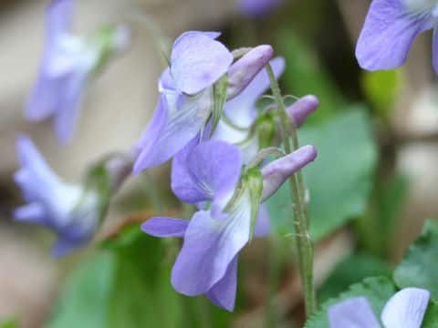 Viola grypoceras f. pubescens
