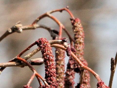 Alnus hirsuta
