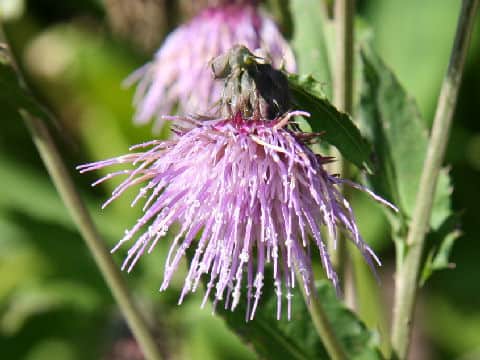 Cirsium sieboldii