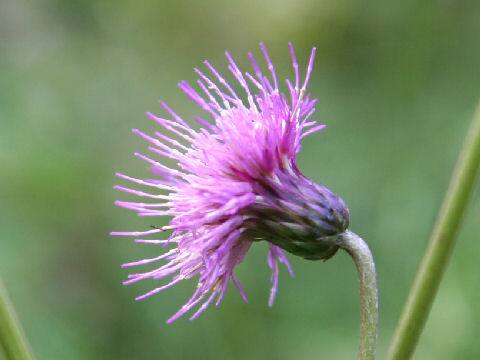 Cirsium sieboldii