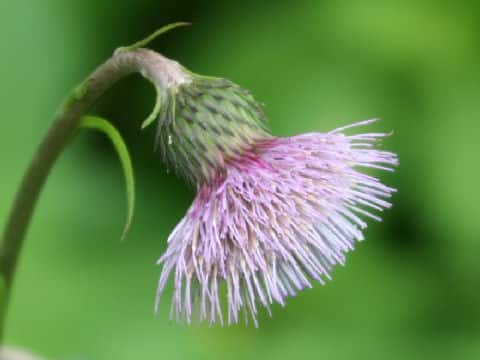 Cirsium sieboldii