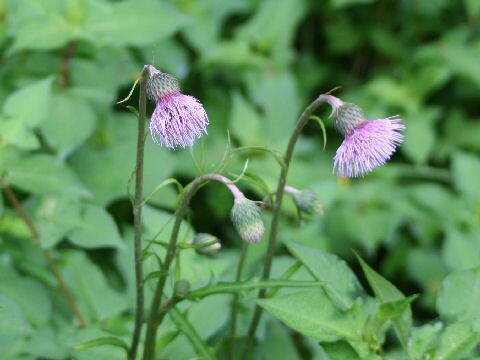 Cirsium sieboldii