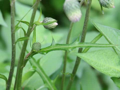 Cirsium sieboldii