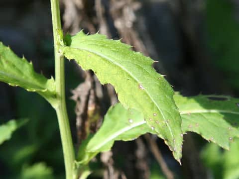 Cirsium sieboldii