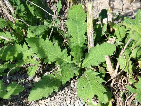 Cirsium sieboldii