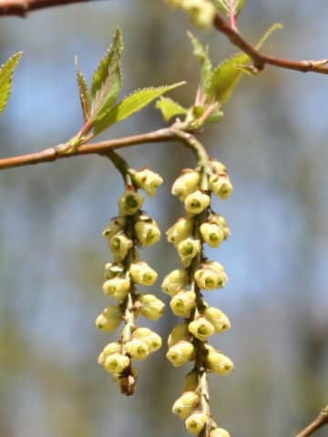 Stachyurus praecox