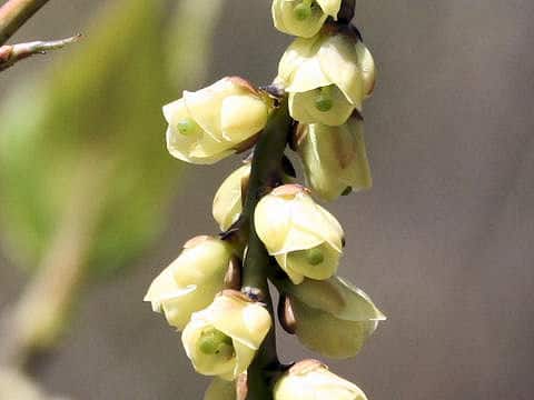 Stachyurus praecox