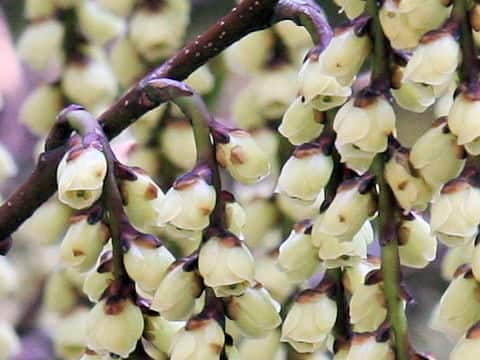 Stachyurus praecox