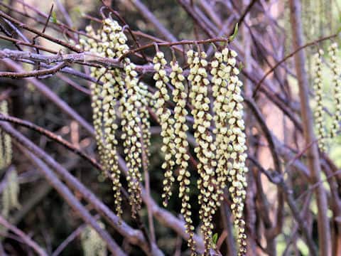 Stachyurus praecox