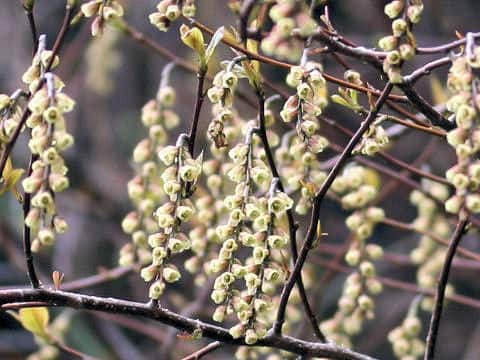 Stachyurus praecox