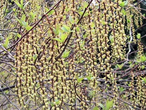 Stachyurus praecox