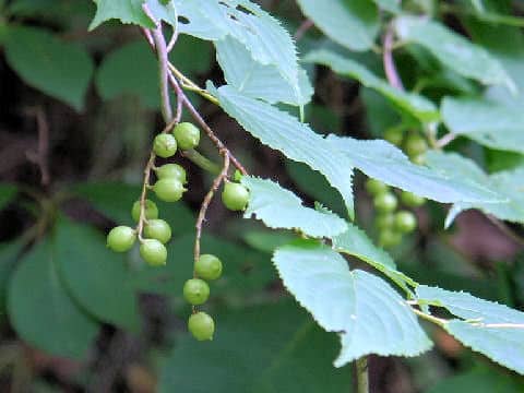 Stachyurus praecox