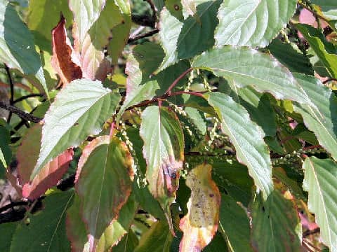 Stachyurus praecox